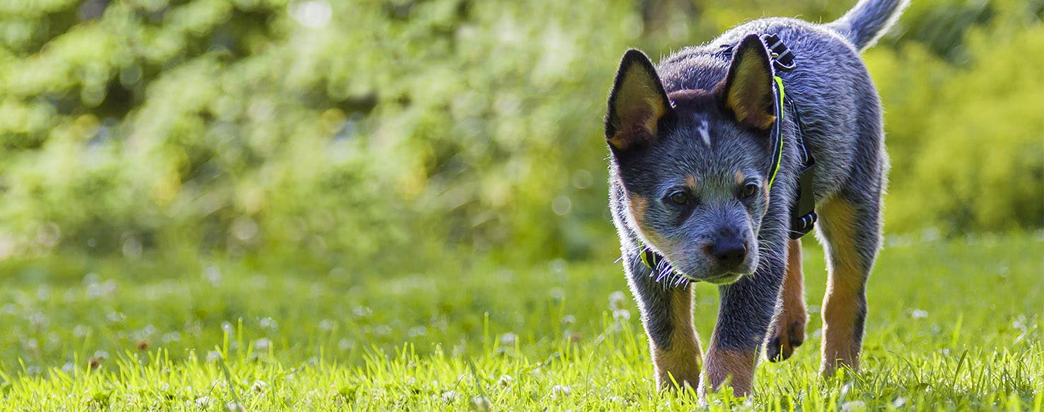 Blue heeler 2024 dog names